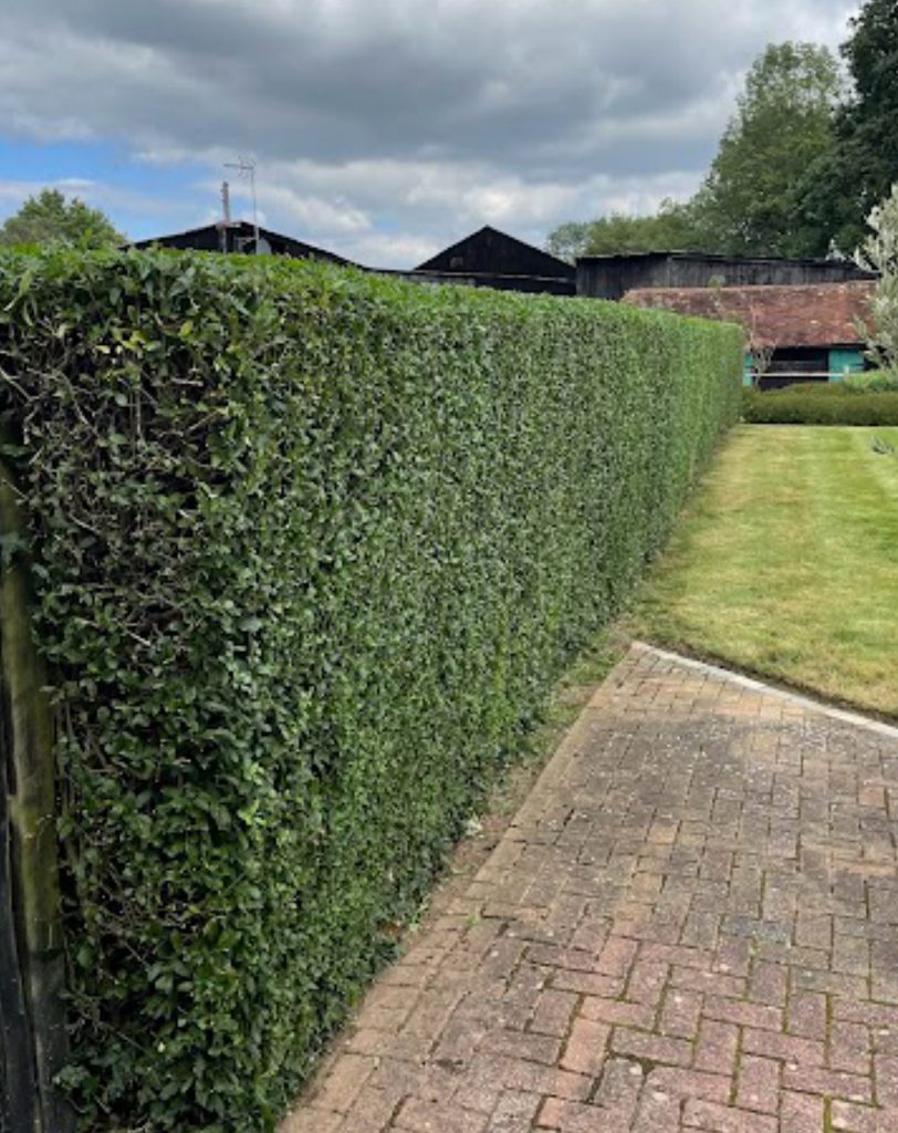 Garden Maintenance Services Oxted, Godstone & Caterham